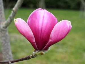 Magnolia ‘Pickard’s Ruby’ x M. ‘J.C. Williams’