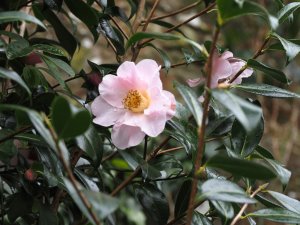 Camellia 'Delia Williams'