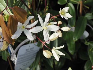 Clematis armandii