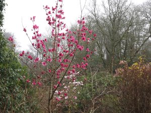 Magnolia campbellii ‘Darjeeling’ and a young Magnolia ‘Caerhays Belle’