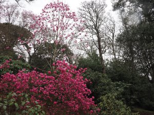 Rhododendron ‘Ostara’ and Jaimie’s new magnolia hybrid