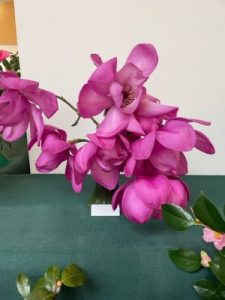 Royal Horticultural First Class Certificates (FCC) were awarded to Magnolia ‘F.J. Williams’
