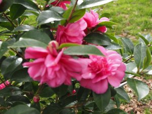 Camellia reticulata ‘Fiesta Grande’