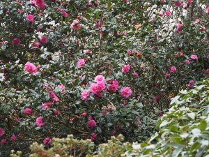 Camellia x willaimsii ‘Caerhays’