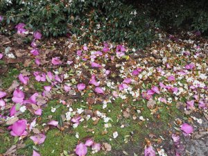 Fallen petals under Camellia ‘Cornish Snow’