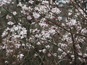 Magnolia campbelli ‘Trelissick’