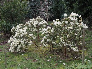 Jaimie’s Rhododendron ‘Maisie’