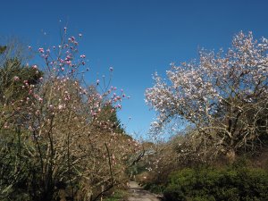 Magnolia denudata ‘Forrest’s Pink’ and Magnolia campbellii ‘Alba’ seedling
