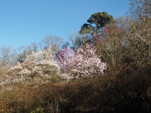 The further down – 4 magnolias in view