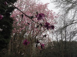 Magnolia ‘J.C. Williams’ and Magnolia ‘Kew Surprise’
