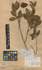 RHS herbarium record of Camellia saluenensis