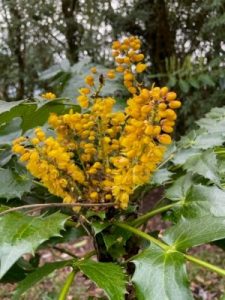 Mahonia leschenaultii