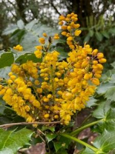 Mahonia leschenaultii