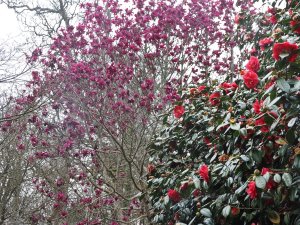 Magnolia ‘Shiraz’ and Camellia japonica ‘Adolphe Audusson’