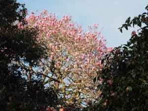 Magnolia soulangeana ‘Brozzoni’