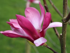 Magnolia sprengeri var sprengeri