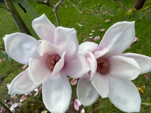 Magnolia ‘Rebecca’s Perfume’