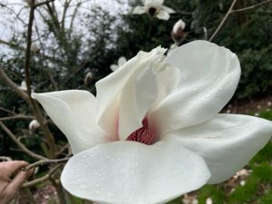 Magnolia ‘Sybille’
