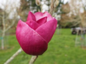 Magnolia ‘Black Tulip’ x M. Serene’