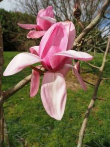 Magnolia cylindrica x M. ‘Darjeeling’