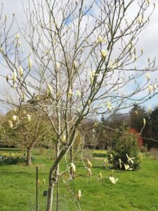 Magnolia ‘Gold Finch'