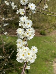 Prunus spinosa ‘Plena’