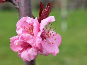 Prunus x persica ‘Spring Glow’