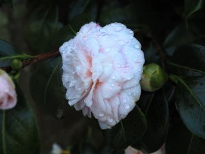 Camellia ‘Optima’