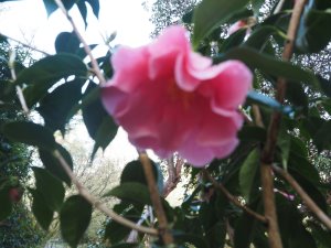 Camellia reticulata ‘Fee de L’Aulne’