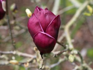 Magnolia ‘Genie’