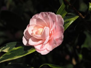 Camellia japonica ‘Kerguelen’