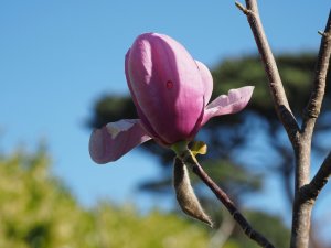 Magnolia ‘Atlas’ x M. ‘Black Tulip’