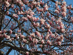 Magnolia x veitchii ‘Peter Veitchii’