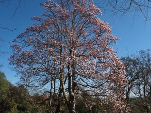 Magnolia x veitchii ‘Peter Veitchii’