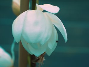 Magnolia (Michelia) ‘Eternal Spring’