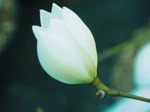 Magnolia (Michelia) ‘Eternal Spring’