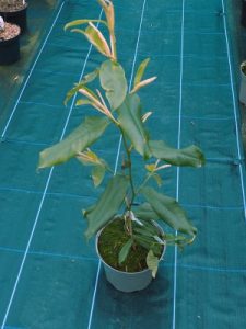 Magnolia (Michelia) martinii