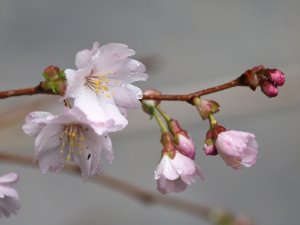 Prunus incisa ‘Mikinori’