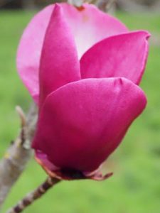 Magnolia ‘Black Tulip’ x M. ‘Serene’