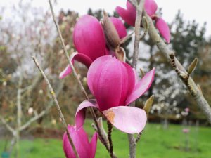Magnolia ‘Black Tulip’ x M. ‘Serene’