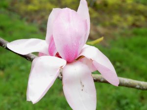 Magnolia cylindrica x M. ‘Darjeeing’