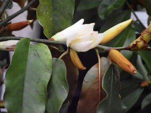 Michelia floribunda
