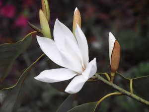 Michelia maudiae with a gorgeous scent