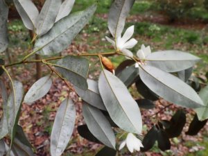 Michelia maudiae with a gorgeous scent