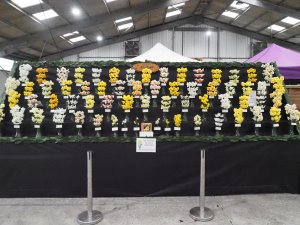 The Scamp daffodil display