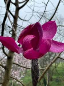 Magnolia ‘Mr Julian’ x Magnolia campbellii var. mollicomata ‘Lanarth’