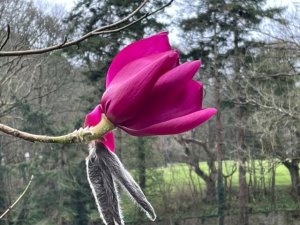 Magnolia ‘Mr Julian’ x Magnolia campbellii var. mollicomata ‘Lanarth’
