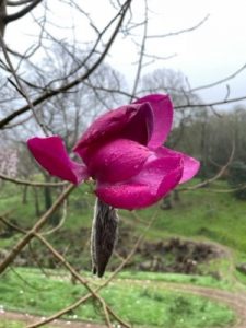 Magnolia ‘Mr Julian’ x Magnolia campbellii var. mollicomata ‘Lanarth’