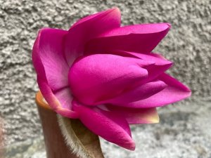 Magnolia sprengeri ‘Diva’ var. ‘Burncoose’ x Magnolia ‘F.J. Williams’