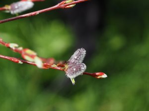 Salix purpurea ‘Nancy Saunders’